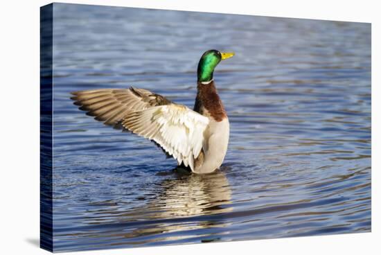 USA, WA, Jaunita Bay Wetlands, Mallard duck, male (Anas paltyrhynchos).-Jamie & Judy Wild-Stretched Canvas