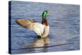 USA, WA, Jaunita Bay Wetlands, Mallard duck, male (Anas paltyrhynchos).-Jamie & Judy Wild-Stretched Canvas