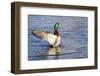 USA, WA, Jaunita Bay Wetlands, Mallard duck, male (Anas paltyrhynchos).-Jamie & Judy Wild-Framed Photographic Print