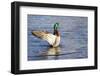 USA, WA, Jaunita Bay Wetlands, Mallard duck, male (Anas paltyrhynchos).-Jamie & Judy Wild-Framed Photographic Print