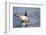 USA, WA, Jaunita Bay Wetlands, Mallard duck, male (Anas paltyrhynchos).-Jamie & Judy Wild-Framed Photographic Print