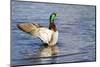 USA, WA, Jaunita Bay Wetlands, Mallard duck, male (Anas paltyrhynchos).-Jamie & Judy Wild-Mounted Photographic Print