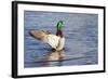 USA, WA, Jaunita Bay Wetlands, Mallard duck, male (Anas paltyrhynchos).-Jamie & Judy Wild-Framed Photographic Print