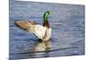 USA, WA, Jaunita Bay Wetlands, Mallard duck, male (Anas paltyrhynchos).-Jamie & Judy Wild-Mounted Photographic Print