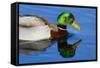 USA, Wa, Jaunita Bay Wetlands, Mallard Duck, Male-Jamie & Judy Wild-Framed Stretched Canvas