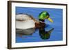 USA, Wa, Jaunita Bay Wetlands, Mallard Duck, Male-Jamie & Judy Wild-Framed Photographic Print