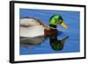 USA, Wa, Jaunita Bay Wetlands, Mallard Duck, Male-Jamie & Judy Wild-Framed Photographic Print