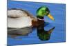 USA, Wa, Jaunita Bay Wetlands, Mallard Duck, Male-Jamie & Judy Wild-Mounted Photographic Print