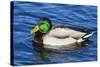 USA, Wa, Jaunita Bay Wetlands, Mallard Duck, Male-Jamie & Judy Wild-Stretched Canvas