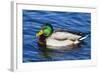 USA, Wa, Jaunita Bay Wetlands, Mallard Duck, Male-Jamie & Judy Wild-Framed Photographic Print