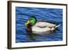 USA, Wa, Jaunita Bay Wetlands, Mallard Duck, Male-Jamie & Judy Wild-Framed Photographic Print