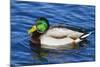 USA, Wa, Jaunita Bay Wetlands, Mallard Duck, Male-Jamie & Judy Wild-Mounted Photographic Print