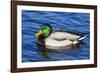 USA, Wa, Jaunita Bay Wetlands, Mallard Duck, Male-Jamie & Judy Wild-Framed Photographic Print