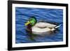 USA, Wa, Jaunita Bay Wetlands, Mallard Duck, Male-Jamie & Judy Wild-Framed Photographic Print