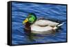 USA, Wa, Jaunita Bay Wetlands, Mallard Duck, Male-Jamie & Judy Wild-Framed Stretched Canvas