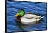 USA, Wa, Jaunita Bay Wetlands, Mallard Duck, Male-Jamie & Judy Wild-Framed Stretched Canvas