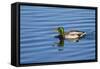 USA, Wa, Jaunita Bay Wetlands, Mallard Duck, Male-Jamie & Judy Wild-Framed Stretched Canvas