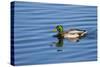 USA, Wa, Jaunita Bay Wetlands, Mallard Duck, Male-Jamie & Judy Wild-Stretched Canvas