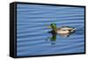 USA, Wa, Jaunita Bay Wetlands, Mallard Duck, Male-Jamie & Judy Wild-Framed Stretched Canvas