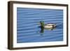 USA, Wa, Jaunita Bay Wetlands, Mallard Duck, Male-Jamie & Judy Wild-Framed Photographic Print