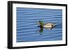 USA, Wa, Jaunita Bay Wetlands, Mallard Duck, Male-Jamie & Judy Wild-Framed Photographic Print