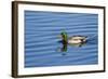 USA, Wa, Jaunita Bay Wetlands, Mallard Duck, Male-Jamie & Judy Wild-Framed Photographic Print