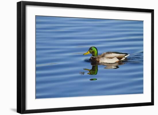 USA, Wa, Jaunita Bay Wetlands, Mallard Duck, Male-Jamie & Judy Wild-Framed Photographic Print