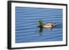 USA, Wa, Jaunita Bay Wetlands, Mallard Duck, Male-Jamie & Judy Wild-Framed Photographic Print