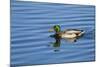 USA, Wa, Jaunita Bay Wetlands, Mallard Duck, Male-Jamie & Judy Wild-Mounted Photographic Print