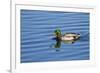 USA, Wa, Jaunita Bay Wetlands, Mallard Duck, Male-Jamie & Judy Wild-Framed Photographic Print