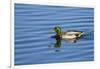 USA, Wa, Jaunita Bay Wetlands, Mallard Duck, Male-Jamie & Judy Wild-Framed Photographic Print