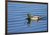 USA, Wa, Jaunita Bay Wetlands, Mallard Duck, Male-Jamie & Judy Wild-Framed Photographic Print