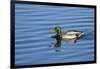 USA, Wa, Jaunita Bay Wetlands, Mallard Duck, Male-Jamie & Judy Wild-Framed Photographic Print