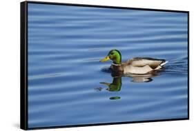 USA, Wa, Jaunita Bay Wetlands, Mallard Duck, Male-Jamie & Judy Wild-Framed Stretched Canvas