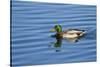 USA, Wa, Jaunita Bay Wetlands, Mallard Duck, Male-Jamie & Judy Wild-Stretched Canvas