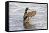 USA, Wa, Jaunita Bay Wetlands, Mallard Duck, Male-Jamie & Judy Wild-Framed Stretched Canvas