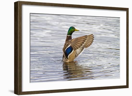 USA, Wa, Jaunita Bay Wetlands, Mallard Duck, Male-Jamie & Judy Wild-Framed Photographic Print