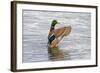 USA, Wa, Jaunita Bay Wetlands, Mallard Duck, Male-Jamie & Judy Wild-Framed Photographic Print