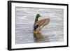 USA, Wa, Jaunita Bay Wetlands, Mallard Duck, Male-Jamie & Judy Wild-Framed Photographic Print