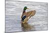 USA, Wa, Jaunita Bay Wetlands, Mallard Duck, Male-Jamie & Judy Wild-Mounted Photographic Print