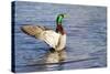 USA, Wa, Jaunita Bay Wetlands, Mallard Duck, Male-Jamie & Judy Wild-Stretched Canvas