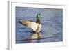 USA, Wa, Jaunita Bay Wetlands, Mallard Duck, Male-Jamie & Judy Wild-Framed Photographic Print