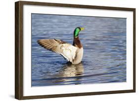 USA, Wa, Jaunita Bay Wetlands, Mallard Duck, Male-Jamie & Judy Wild-Framed Photographic Print