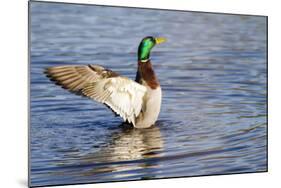 USA, Wa, Jaunita Bay Wetlands, Mallard Duck, Male-Jamie & Judy Wild-Mounted Photographic Print