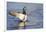 USA, Wa, Jaunita Bay Wetlands, Mallard Duck, Male-Jamie & Judy Wild-Framed Photographic Print
