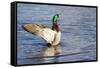 USA, Wa, Jaunita Bay Wetlands, Mallard Duck, Male-Jamie & Judy Wild-Framed Stretched Canvas