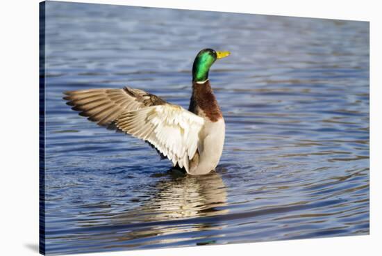USA, Wa, Jaunita Bay Wetlands, Mallard Duck, Male-Jamie & Judy Wild-Stretched Canvas