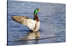 USA, Wa, Jaunita Bay Wetlands, Mallard Duck, Male-Jamie & Judy Wild-Stretched Canvas
