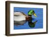 USA, Wa, Jaunita Bay Wetlands, Mallard Duck, Male-Jamie & Judy Wild-Framed Photographic Print