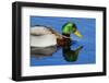 USA, Wa, Jaunita Bay Wetlands, Mallard Duck, Male-Jamie & Judy Wild-Framed Photographic Print